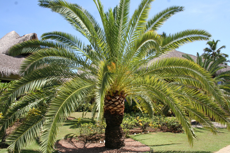 growth, day, leaf, holiday, tropical climate, 2K, nature, date palm tree, tranquility, plant part, palm leaf, dream holiday, palm tree, land, sky, dominican republic
