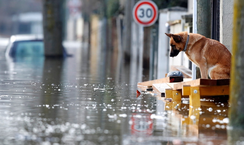 flood, 720P, France, street, German Shepherd, reflection, alone, loneliness, dog, road sign, water, Christian Hartmann, Paris, 2018 (Year), animals, sadness
