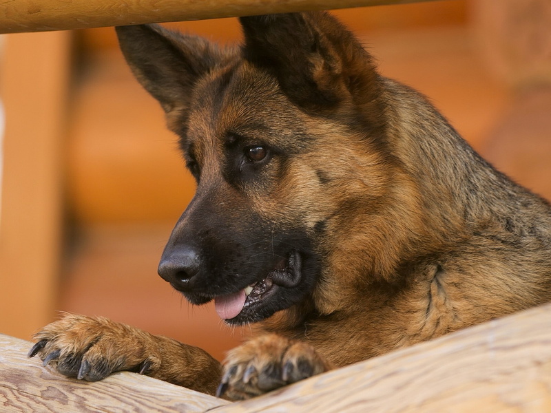 black, German Shepherd, dog, german, muzzle, shepherd dog, 1080P, brown, shepherd