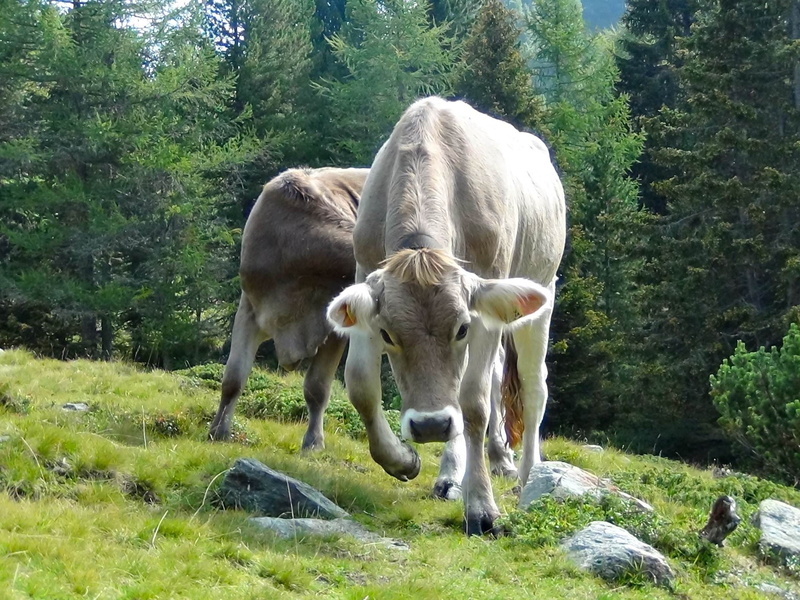 domestic, 1080P, meadow, pets, animals And Pets, cattle, Nature, land, no people, livestock, animal family, green Color, animal themes, animal wildlife