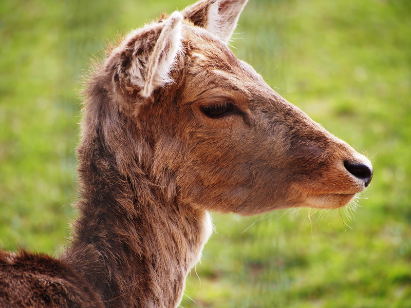 animal, animal body part, roe deer, animal wildlife, herbivorous, focus on foreground, land, no people, nature, 4K, wild animal, vertebrate, grass, mammal