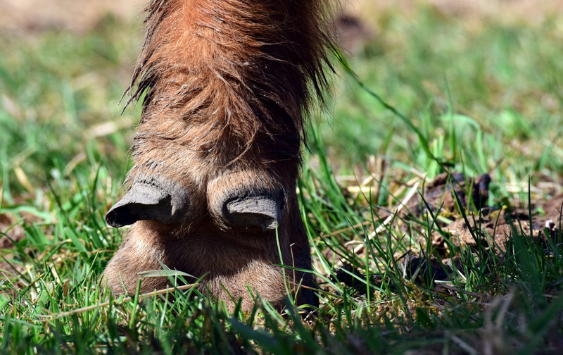vertebrate, dirty, nature, grazing, huf, shaggy, selective focus, herbivorous, plant, no people, animals in the wild, fur, meadow, outdoors, domestic animals