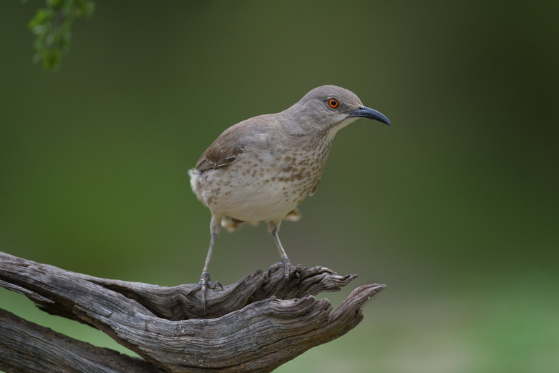 bird Watching, South Texas, bird, curve, Campos, billed, perching, beak, wildlife, Ranch, Curve-billed thrasher, animals In The Wild, brown, animal, Toxostoma curvirostre