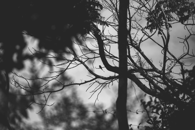 photography, growth, tree, branches, bare tree, day, low angle view, 5K, dawn, trunk, plant, tranquility, nature, sky, beauty in nature