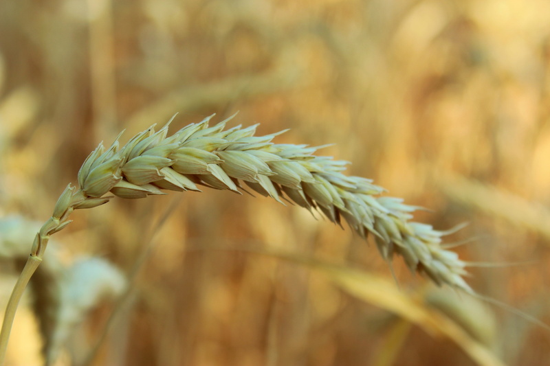wheat, stalk, rural scene, no people, beauty in nature, landscape, day, nature, outdoors, farm, focus on foreground, 5K, northern germany, flour, plant stem