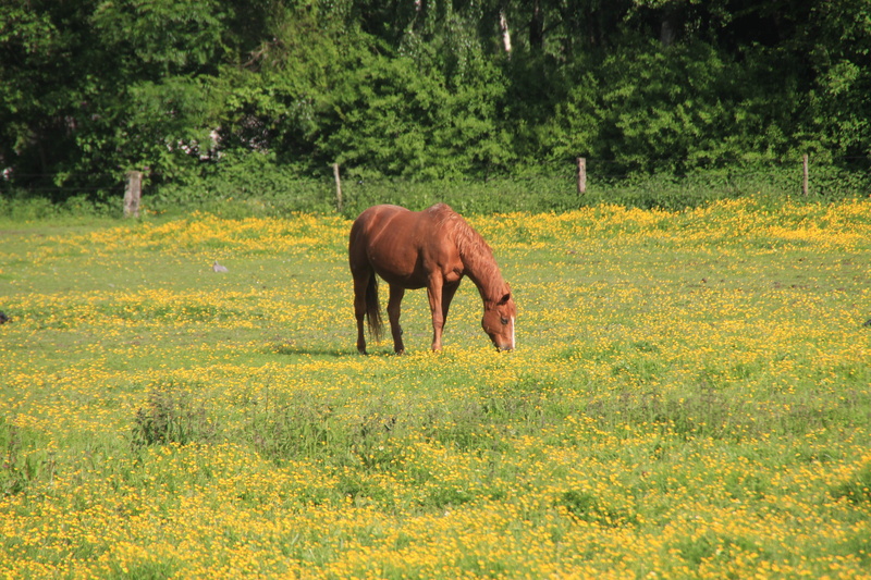 animal, 5K, nature, grass, pets, summer, mammal, equestrian, one animal, dandelion, animal wildlife, pony, land, beauty in nature, spring, reiter, ride