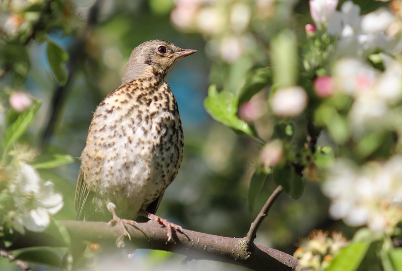 animal, perching, animal wildlife, wild, apple tree, branch, plant, focus on foreground, bird, thrasher, outdoors, closeup, wildlife, photography, 2K