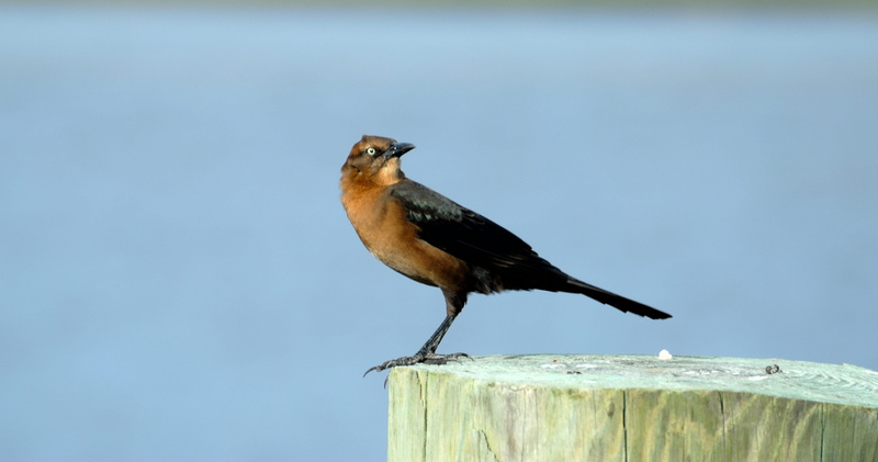 wing, focus on foreground, fauna, black color, birdwatching, no people, vertebrate, bird, side view, animal, perched, natural, wooden post, flight, animal wildlife