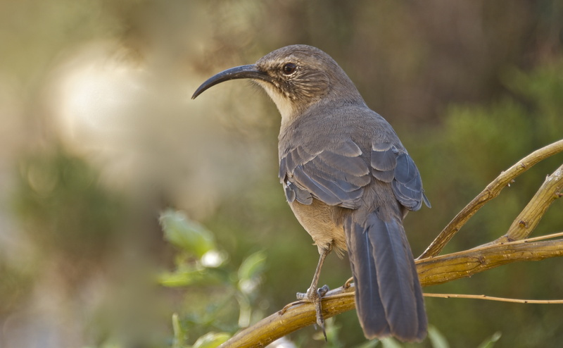 california, bird, explore1, Animals, lindatanner, Explore, 4K, explorenumberone, Birds, goingslo, toxostomaredivivum, explorenumber1, californiathrasher