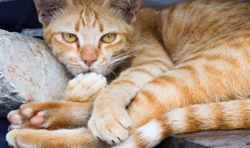 domestic animals, pets, animal, animal themes, portrait, resting, relaxation, feline, domestic, ginger cat, thailand, tha thewawong, vertebrate, looking at camera