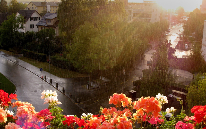 remember, rain, hd, City, art, 2K, flower, View, morning, roof, nature, tha