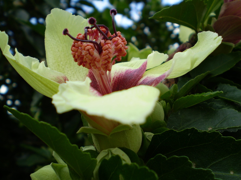 green color, flower head, growth, no people, australia, freshness, close-up, plant part, flowering plant, fragility, vulnerability, plant, beauty in nature