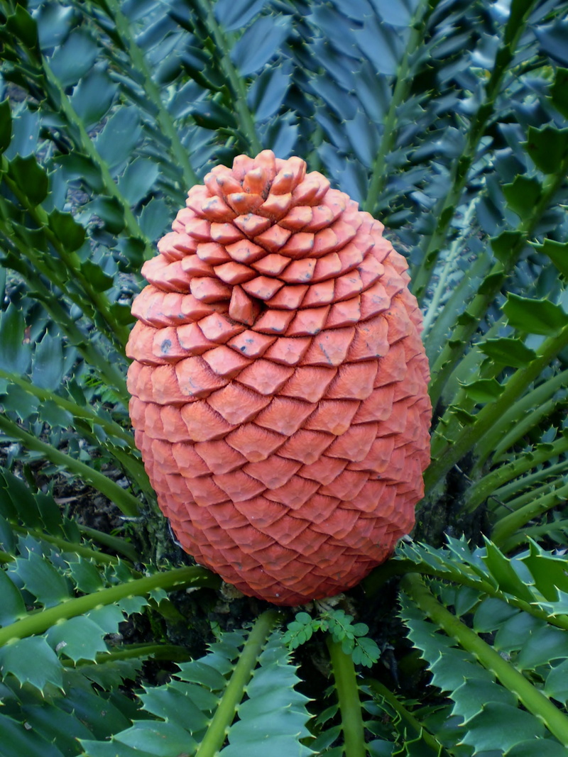 2K, natural pattern, food, day, no people, freshness, pattern, mount coot-tha botanic gardens, botanical gardens, healthy eating, outdoors, beauty in nature