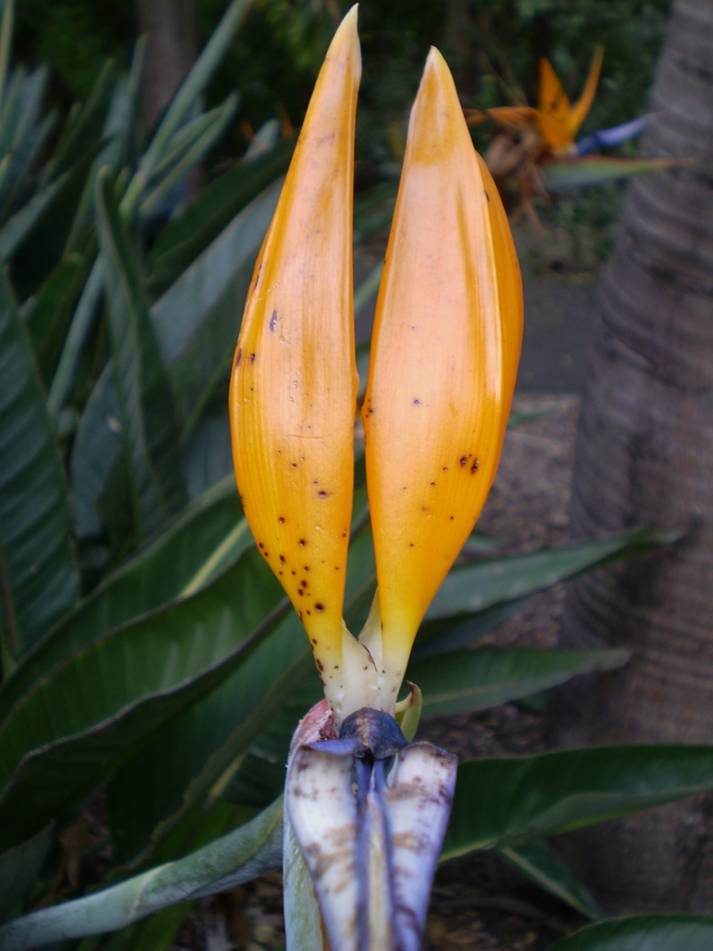 flowering plant, healthy eating, orange color, botanical, flower, food and drink, day, growth, australia, beauty in nature, no people, brisbane botanic gardens - mt coot-tha