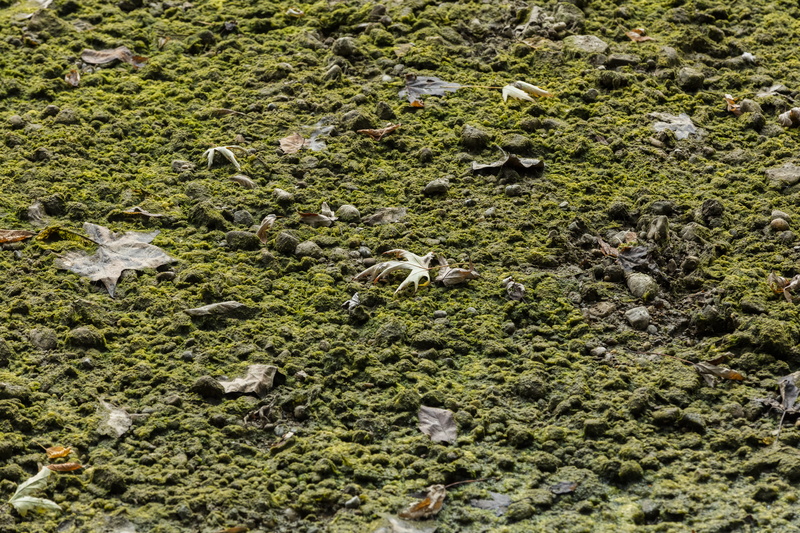 day, united states, high angle view, texture, group of animals, water, leaves, growth, moss, full frame, holliday park, large group of animals, nature