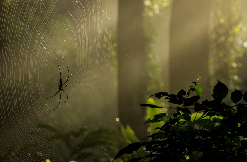 plant part, canon, reflected, beauty in nature, water, animal themes, Animals, growth, tree, leaf, Sunshine, Webs, vulnerability, green color, sylhet, Spider