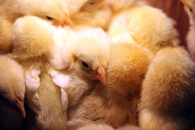 closely, chicken - bird, baby chicken, chickens, animal themes, 4K, bird, domestic animals, small, group, group of animals, chicken, young, mammal, pets