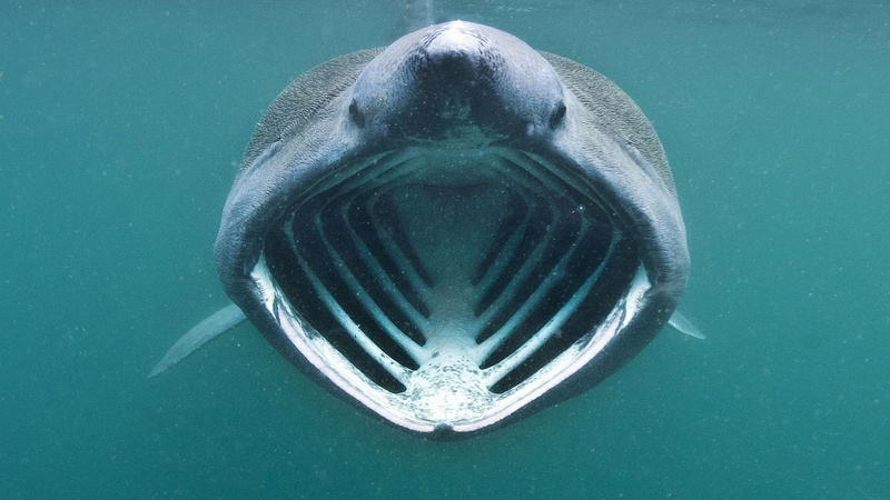 basking shark, 1080P