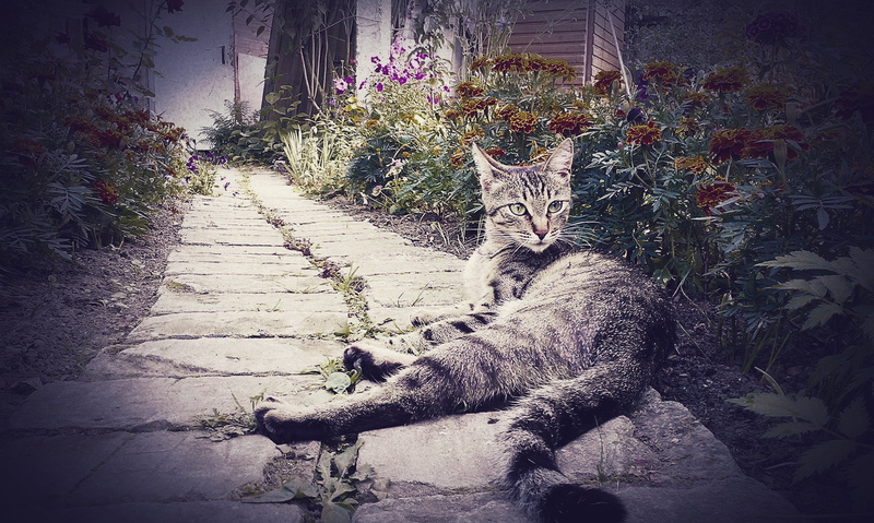 fur, one animal, cute, tabby, cat, bask, relaxation, nature, mammal, animal Eye, vertebrate, lying, domestic Animals, animal, domestic, pets, no people