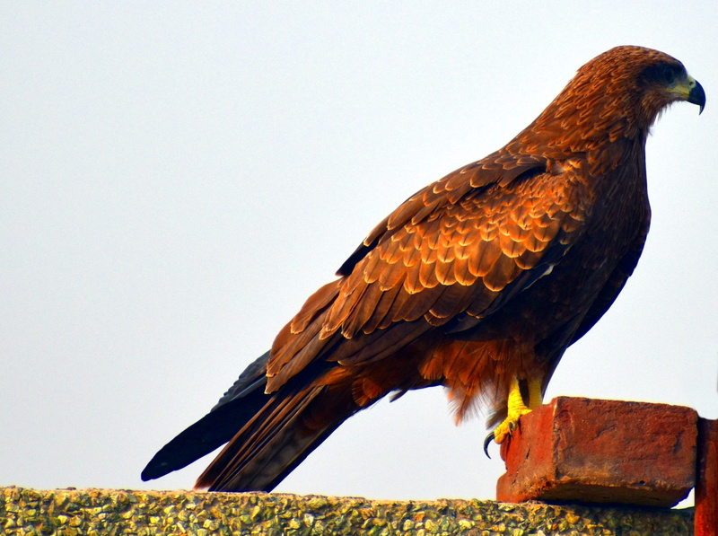 animals in the wild, bird of prey, sky, low angle view, black kite, one animal, animal themes, milvus migrans, nature, side view, eagle, day, vertebrate