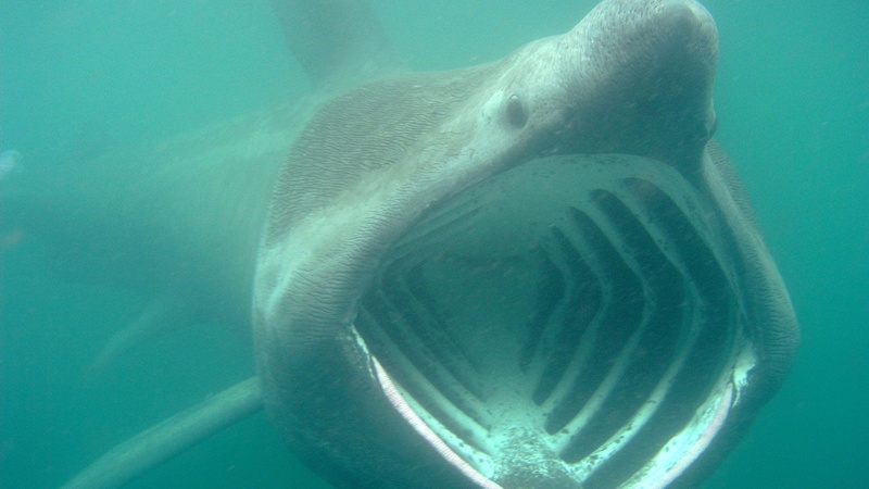 1080P, Basking Shark, Animal