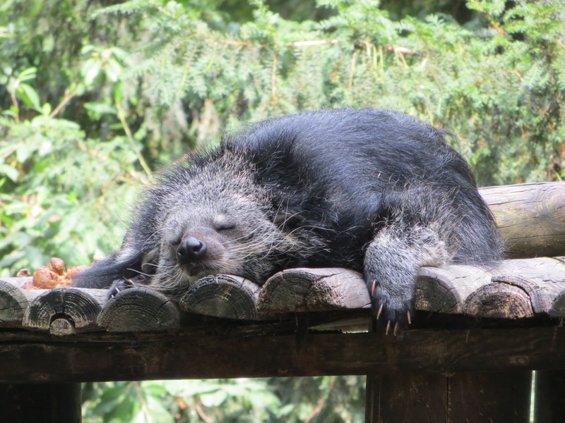 soft, plant, vertebrate, menagerie, whisker, outdoors, day, garden, plants, viverridés, resting, hair, one animal, mammal, zoo, sleeping, eyes closed, focus on foreground