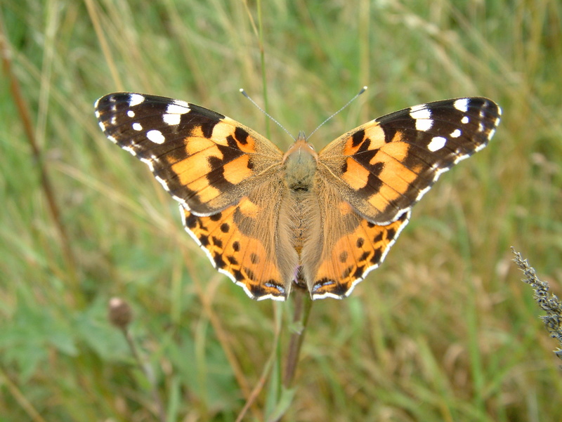 grass, flying, animal wildlife, lady, one animal, Butterfly, close, Painted Lady, painted, meadow, 2K, summer, close-up, wildlife, insect, dom, plant