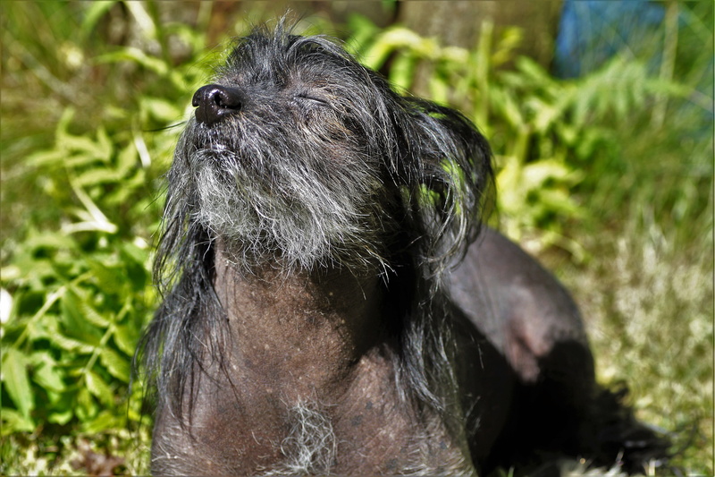 day, domestic, grass, pets, peace, animal, basking, canine, young Animal, animals And Pets, animal themes, 5K, close-up, Chinese Crested Dog, getting some sun