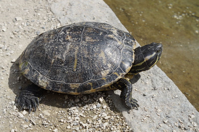 drawing, rest, land, tortoise shell, one animal, portrait, marine, creature, panzer, high angle view, animal wildlife, armored, pond, animals in the wild
