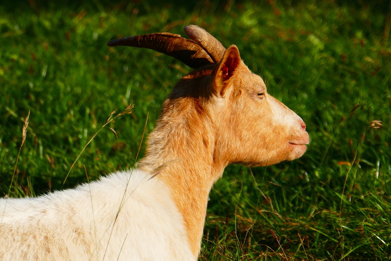 profile view, brown, rest, animal head, livestock, pets, fur, mammal, sunbathing, herbivorous, field, grass, vertebrate, 5K, domestic, no people, horned