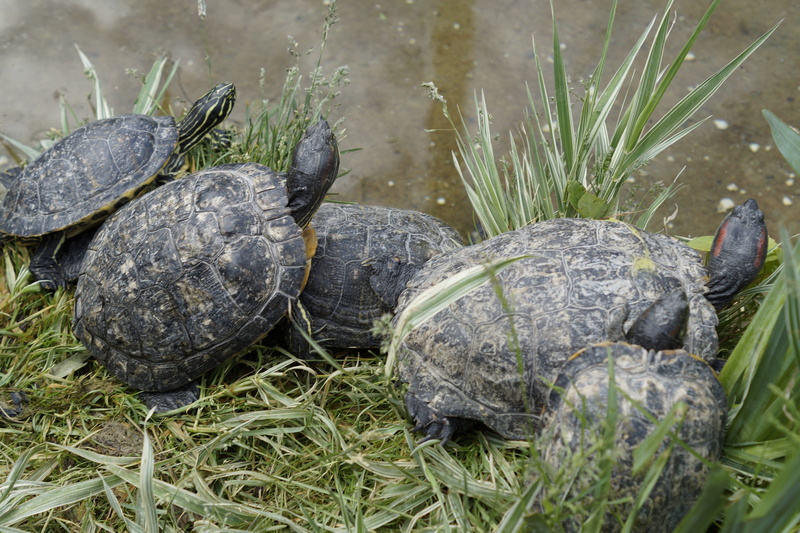 shell, reptile, lake, creature, water turtle, outdoors, tortoise shell, at the pond, panzer, group of animals, animal themes, pond, turtle, turtles, animal shell