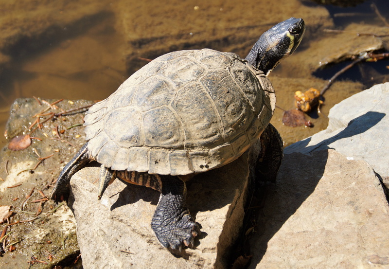 nature, domesticated, animal, reptile, dirty, land, close-up, marine, animal wildlife, water, survives, animal themes, 4K, no people, tortoise, one animal