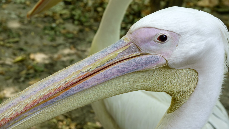 animal head, animal wildlife, side view, close-up, animal, nature, sun, focus on foreground, animal body part, basking, no people, pelican, feathered, waterfowl