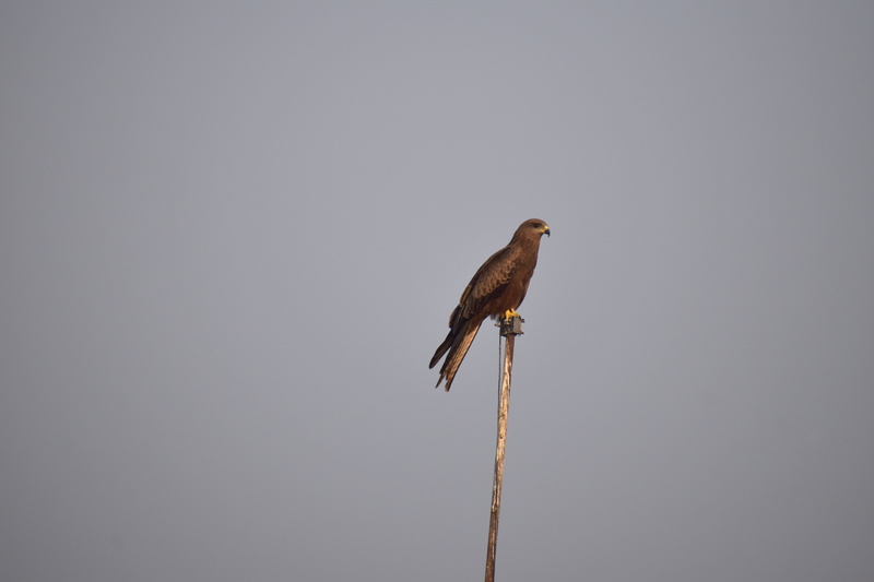sky, vertebrate, copy space, animal, perching, kite, 5K, animal wildlife, basking, beauty in nature, predator, low angle view, looking for prey, clear sky