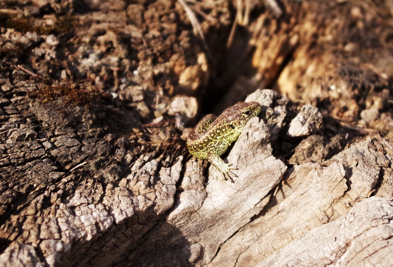 Root, Heat, animal themes, day, tree trunk, Basking, animal wildlife, nature, Summer, tree, wood - material, brown, rough, Sand Lizard, plant, animals in the wild