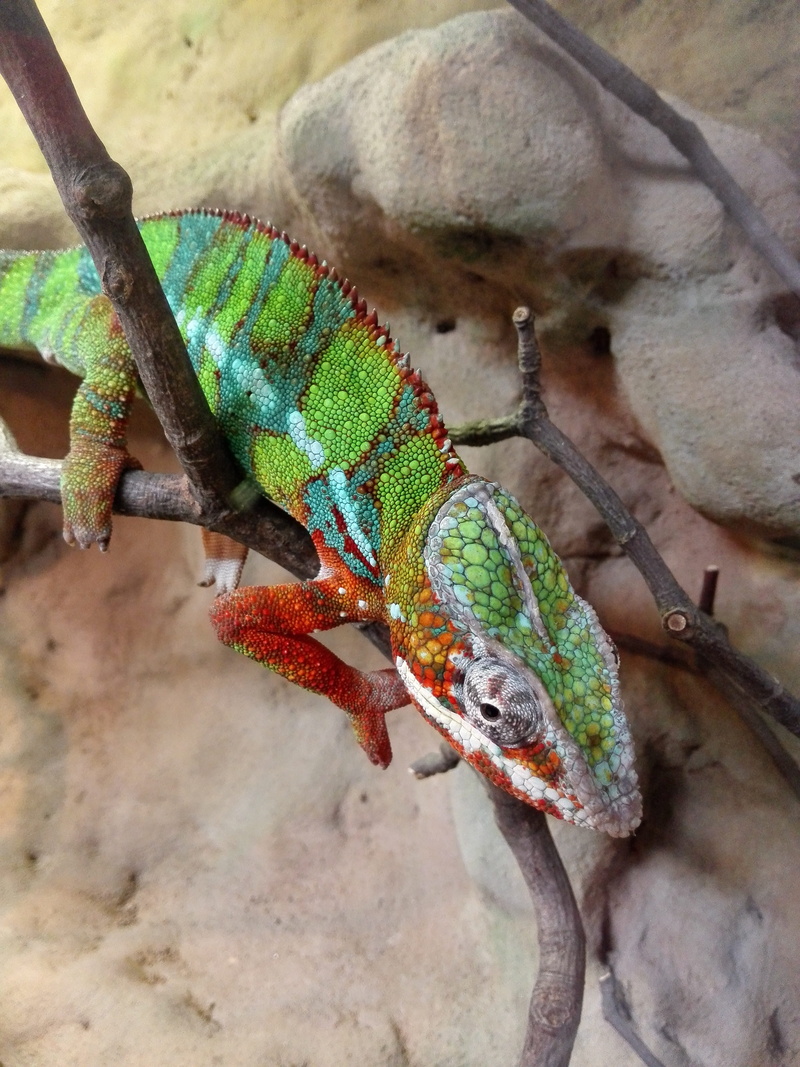 the lizard, wild animal, 4K, Lizard, close-up, plant, vertebrate, branch, chameleon, Animal, reptile, one animal, animal wildlife, animals in the wild
