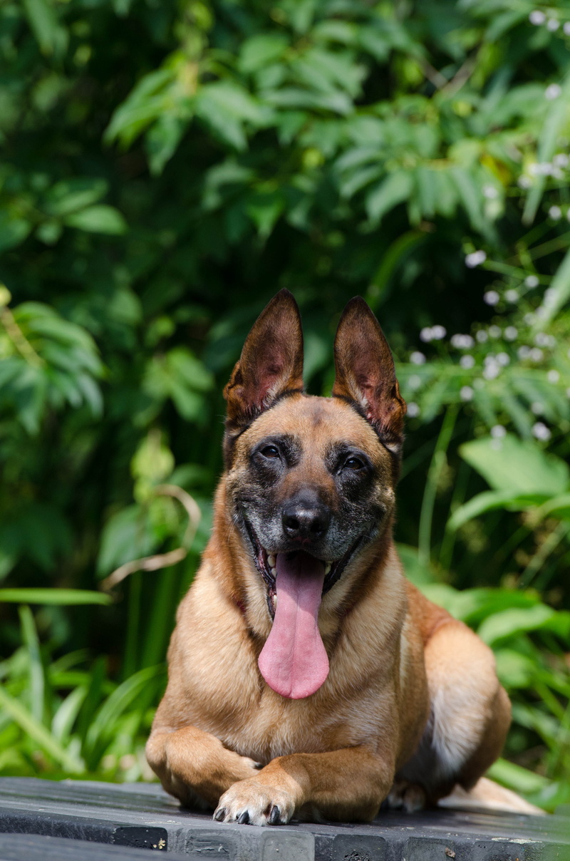 pets, malinois, sticking out tongue, one animal, web, panting, mouth open, animal themes, animal body part, looking, green color, domestic, happy, Dog