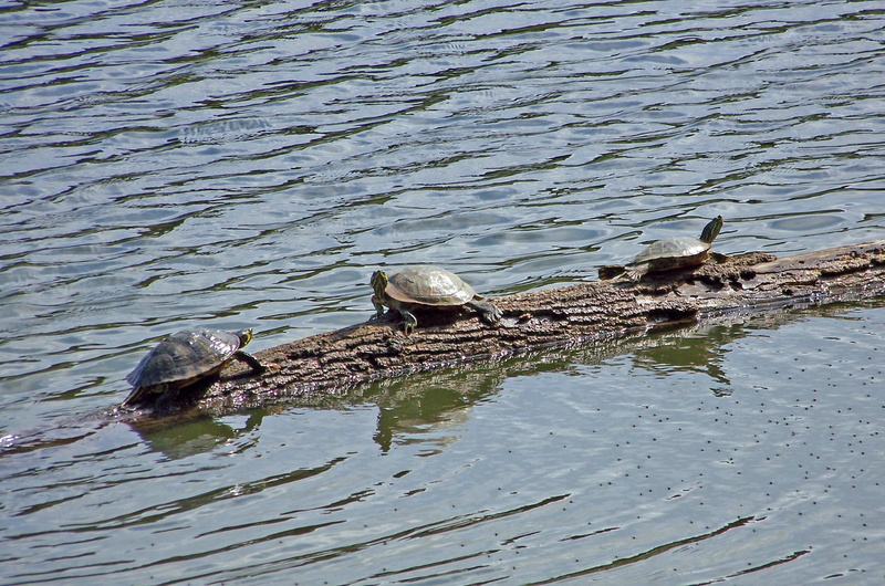 non-urban scene, no people, Basking, crocodile, vertebrate, Sunning, 2K, Turtles, animal wildlife, animals hunting, outdoors, habitat, aquatic, turtle animal