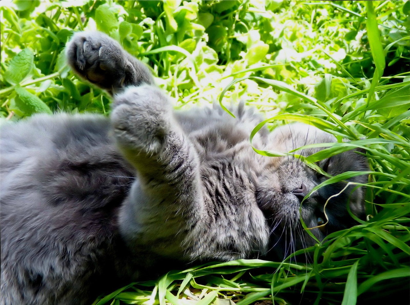 in the grass, basking, 1080P, lying on her back, grey cat