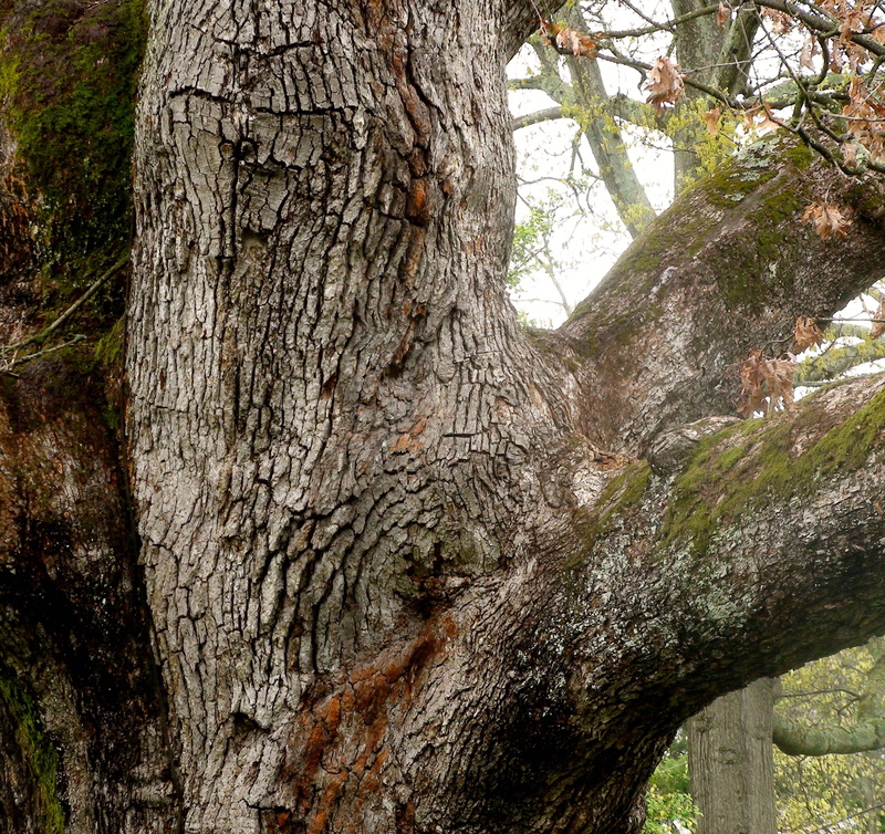 textured, united states, plant, day, branch, lichen, bark, 600 years, beauty in nature, land, oak tree, nature, artfromperry, trunk, new jersey, no people