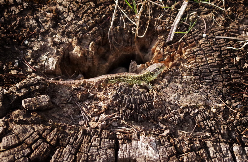close-up, wood - material, forest, growth, summer, sand lizard, nature, 4K, no people, rough, selective focus, heat, land, dead plant, basking, brown