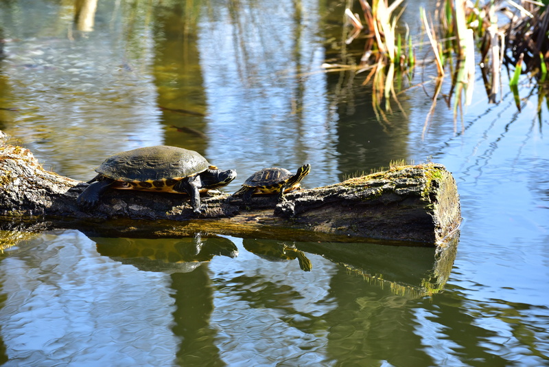 animal wildlife, plant, one animal, water, water turtle, nature, creature, on the water, 5K, outdoors, tierleben, day, crawling, animal, vertebrate, mirroring