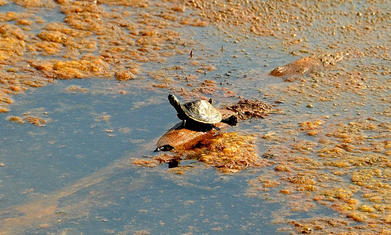 float, 1080P, amphibian, pond, hang, creature, one animal, wildlife, animal head, log, animal themes, beach, animal, vertebrate, sunlight, sun, animal body part