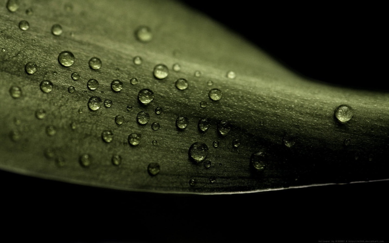 leather, rain, plant part, studded, leaf, beauty in nature, drop, purity, wallet, selective focus, no people, close-up, plant, 720P, brown, freshness