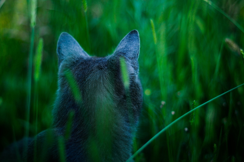 Attention, blue, 2K, cat, James camerons cat, hunts, avatar