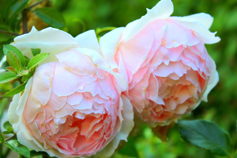 nature, flower, beautiful, freshness, rose, old roses, garden, david austin roses, growth, summer, no people, pink roses, day, focus on foreground, colour