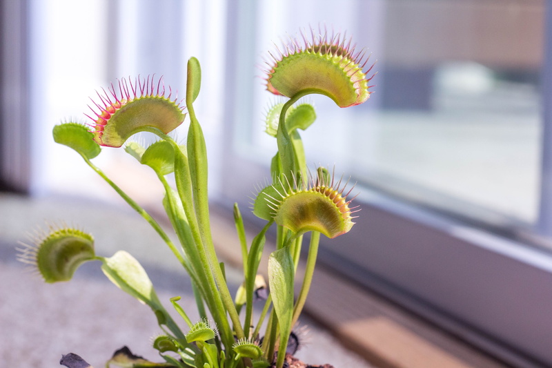 venus fly trap, vulnerability, flower head, inside, beauty in nature, focus on foreground, plant, fly, day, flower, inflorescence, nature, focus, photography