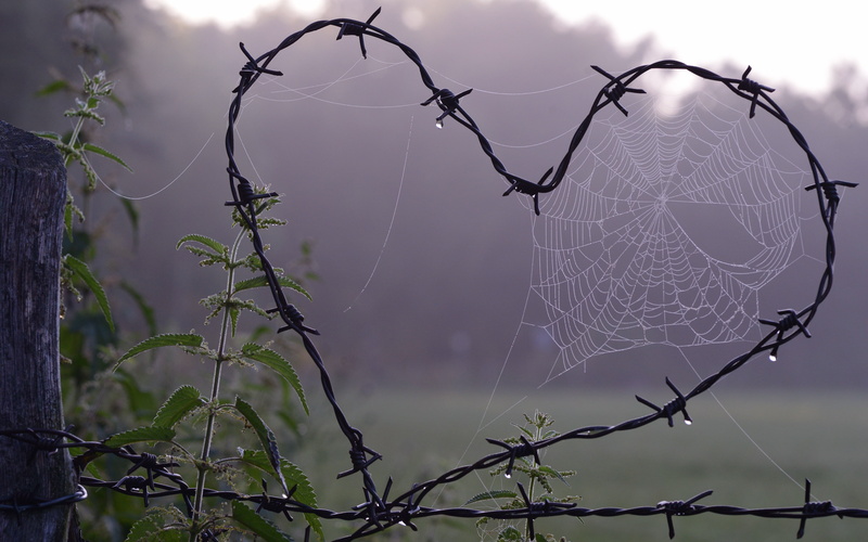 holidays, nature, composition, void, drops, fog, Valentines day, the fence, web, hole, nettle, morning, love, barbed wire, Rosa, 4K, barbed, glade, empty