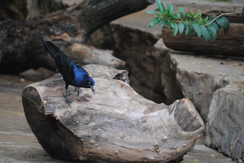 treat, wood - material, icon, no people, plumage, feather, forest, full length, wing, scary, white, rock, blue, spooky, near, solid, stump, nature, animals in the wild