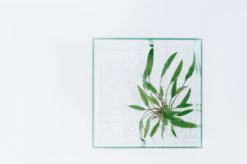nature, square, retro Styled, botanical Illustration, herb, cryptocoryne, green Color, flower, grit, plantation, stem, white frame, antique, green, greenery